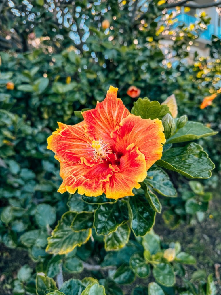 IMG_0674-768x1024.jpg Alps Edition